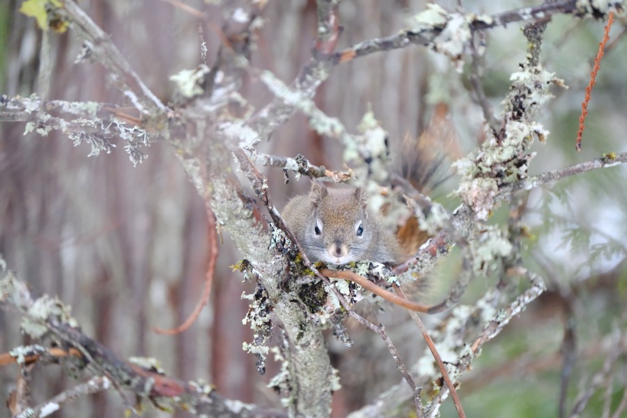 Squirrel
