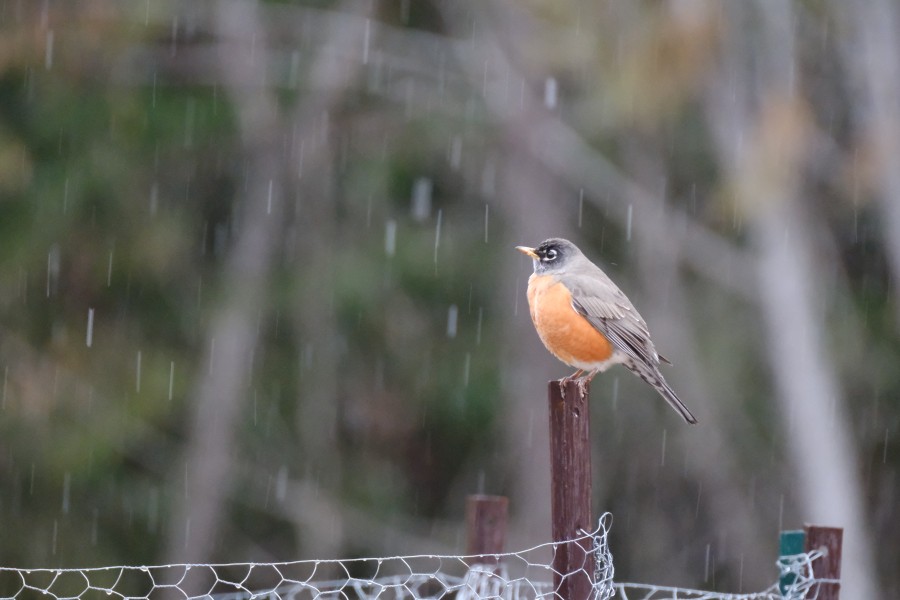 Robin
