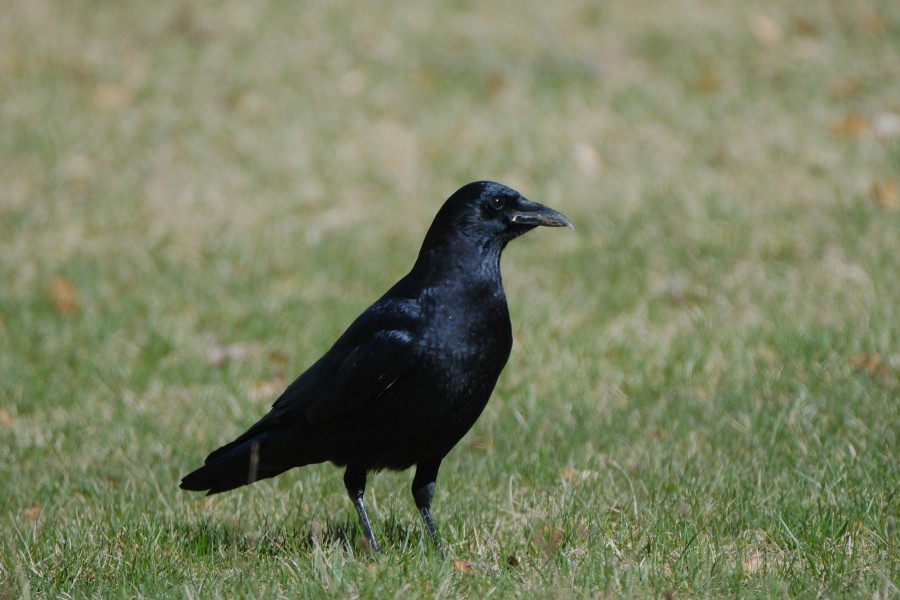 Crow