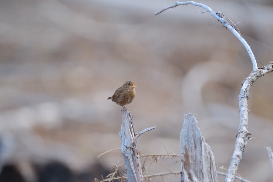 Wren