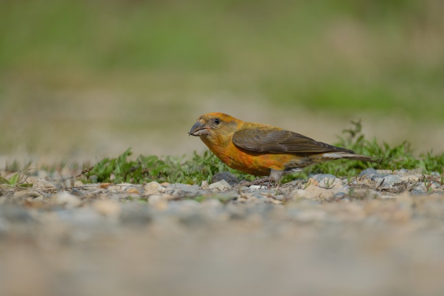 Crossbill