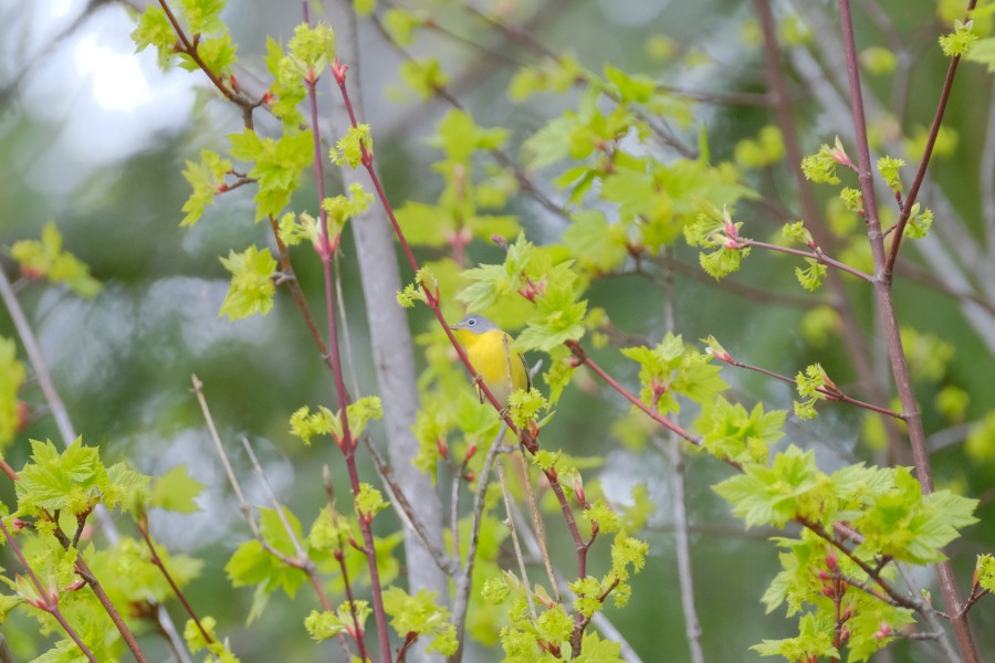 Warbler