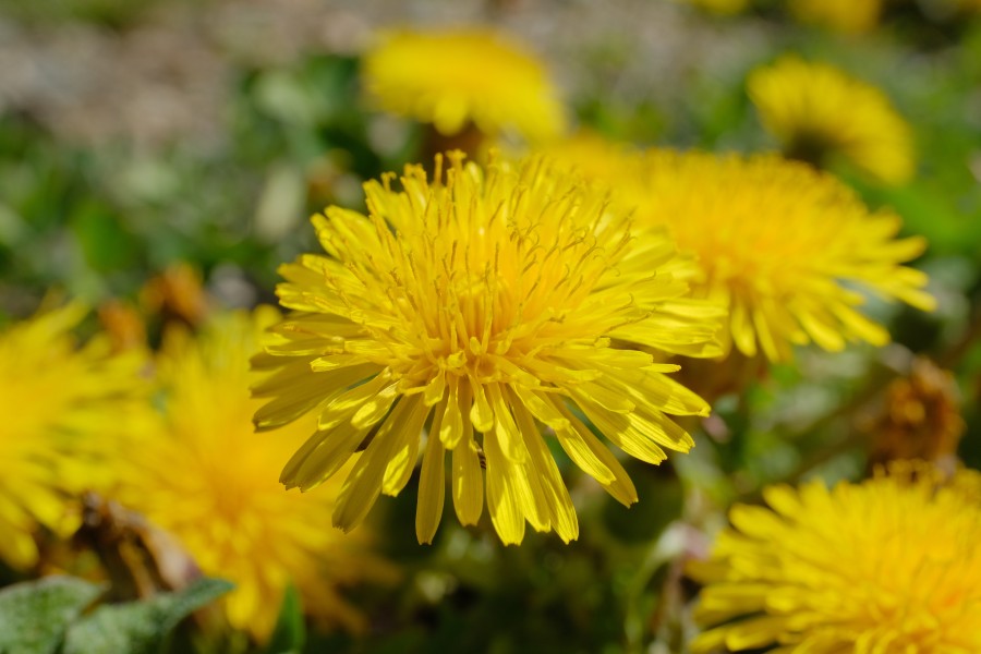 Dandelion