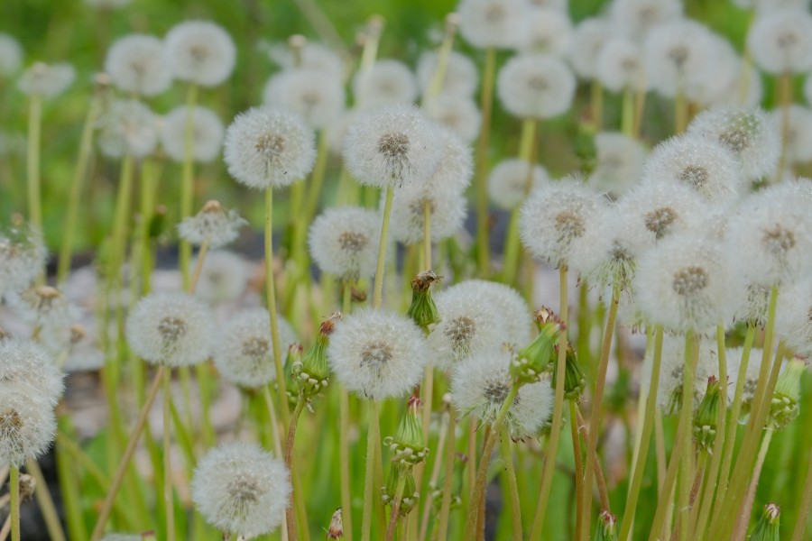 Dandelion
