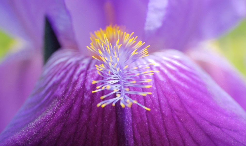 Iris