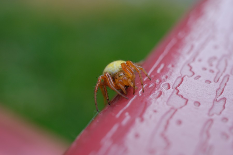 Spider