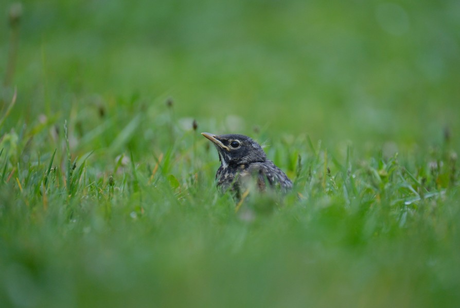 Robin
