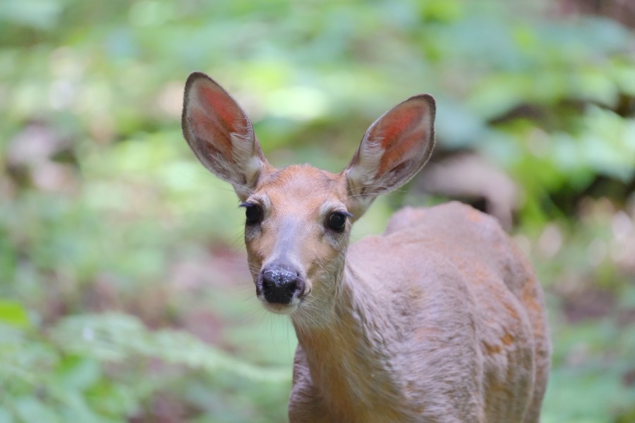Deer