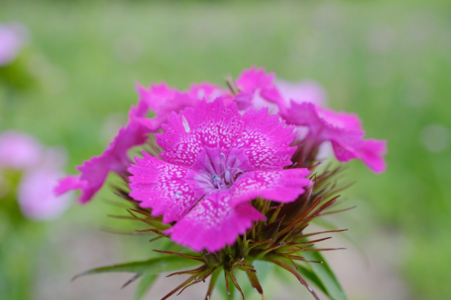 Garden Pink