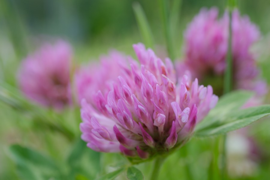 Clover