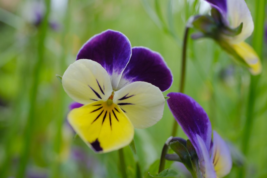 Violet