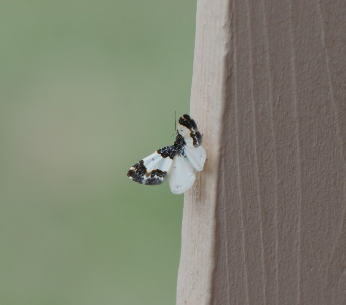 Moth