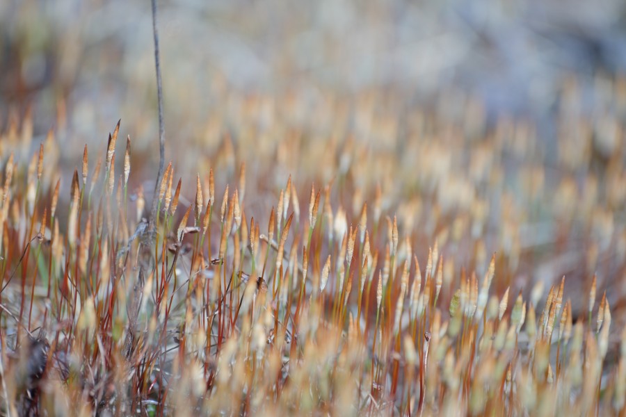 Moss