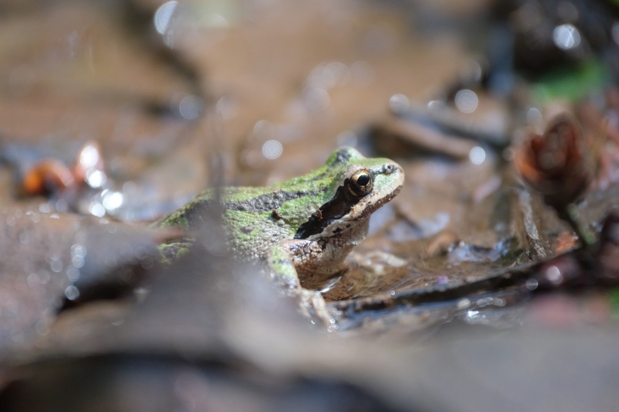 Frog