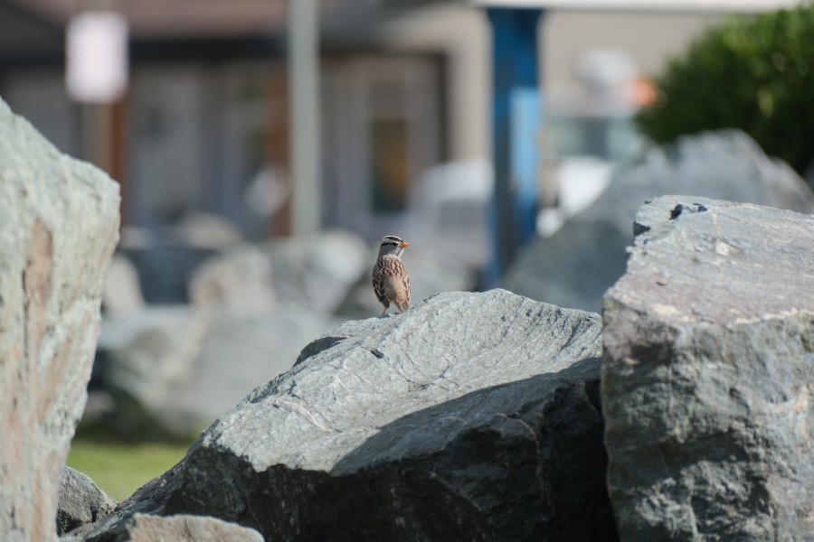 Sparrow