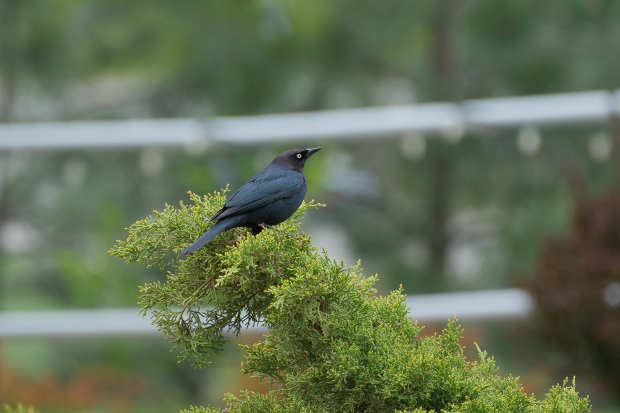 Blackbird