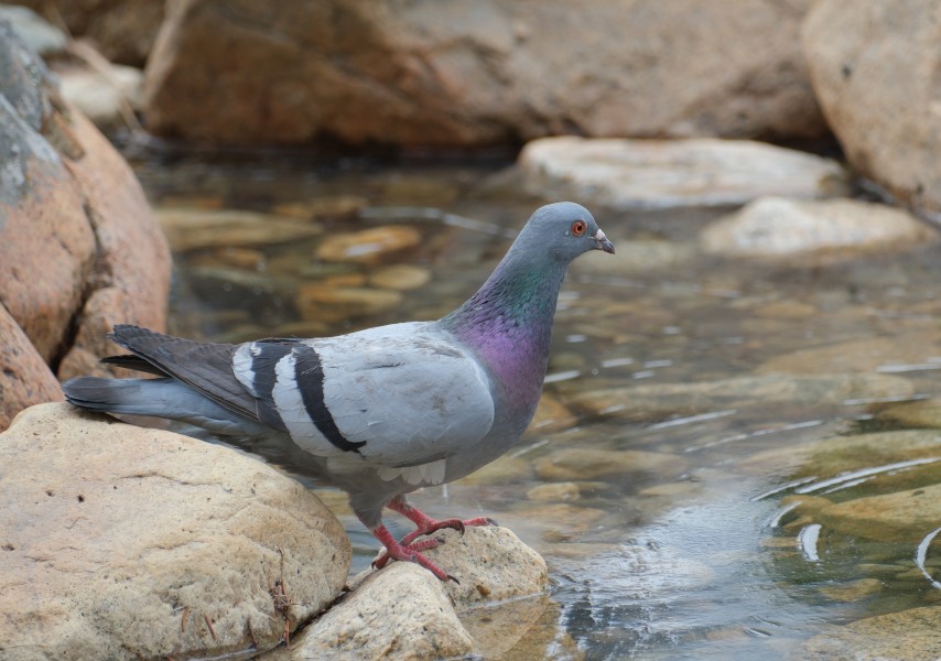 Pigeon
