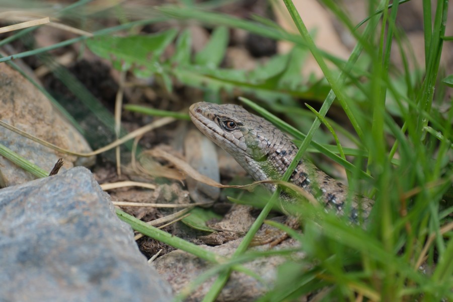 Lizard