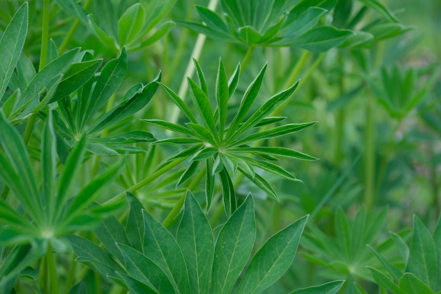 Lupine