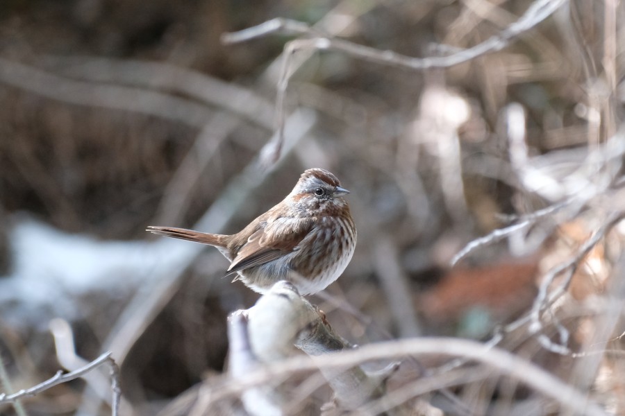 Sparrow