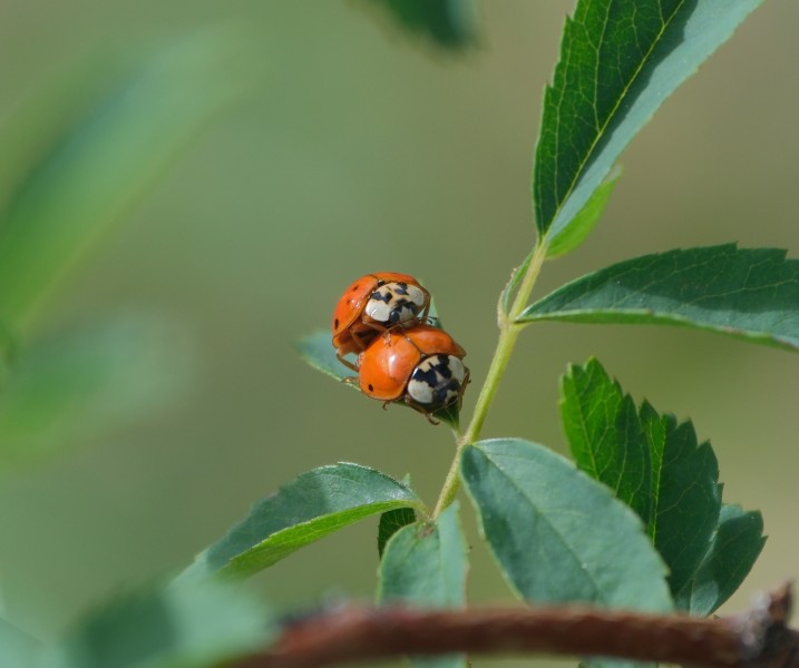 Ladybug
