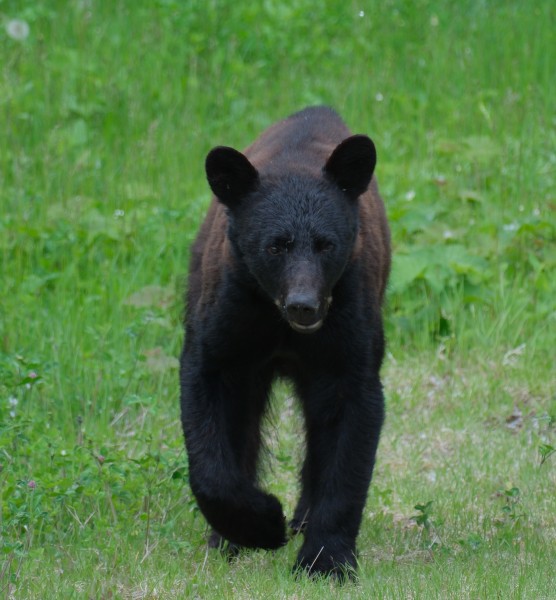 Bear