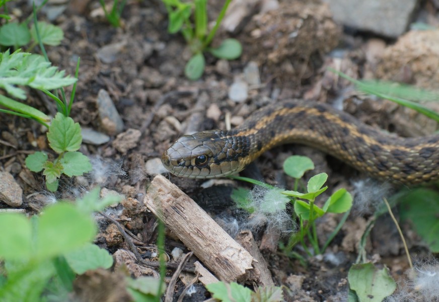 Snake