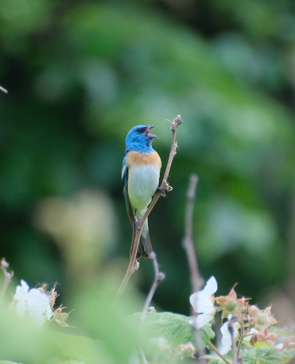 Lazuli Bunting